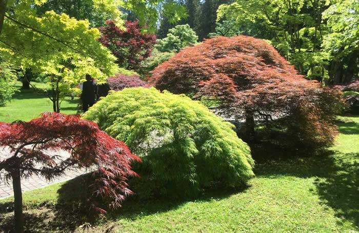  Japanese Maple Boulevard