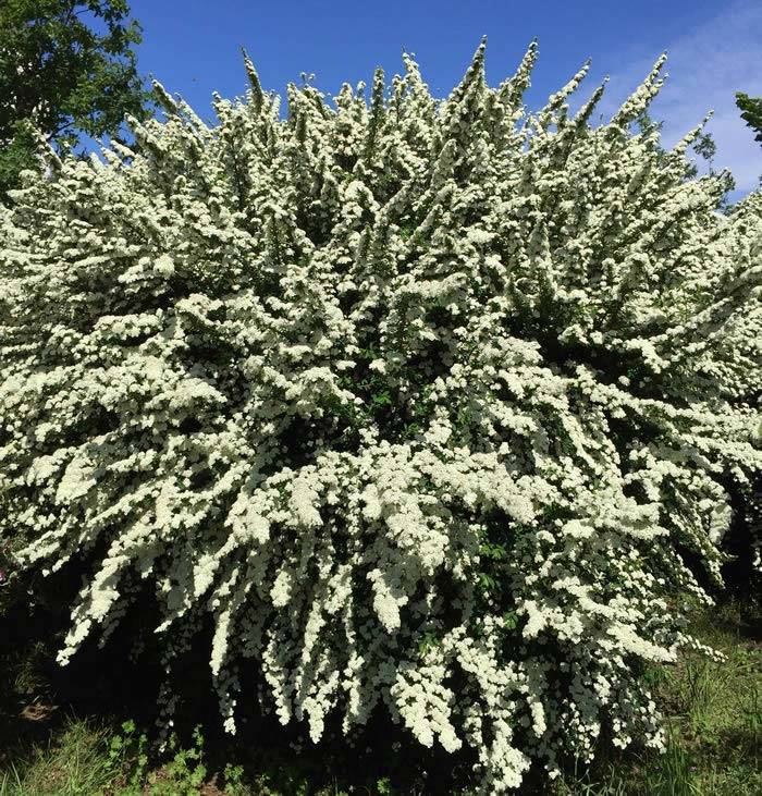 May tree flowering, showing the mass of white coloured flowers