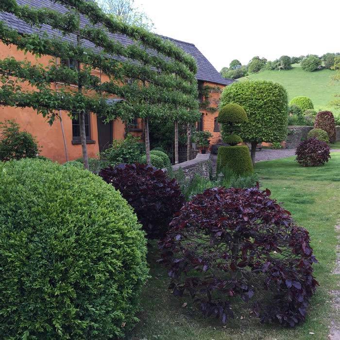 Purple Beech trimmed into shapes buy plants online UK