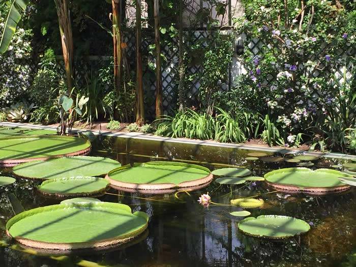 tropical waterlilies feeling at home in the greenhouse at Villa Taranto. 