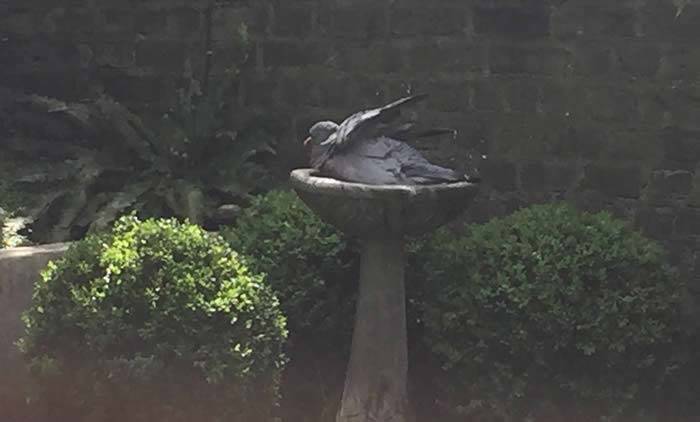 Wood pigeon taking a welcome bath in hot weather
