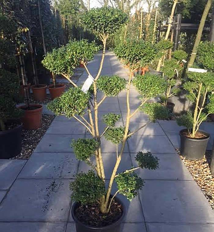 Gardening Offers UK – get a cloud tree for just £371 – UK and Ireland wide delivery