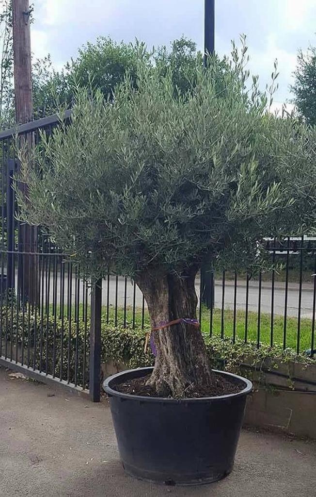 mature olive trees Roanoke gay and lesbian community