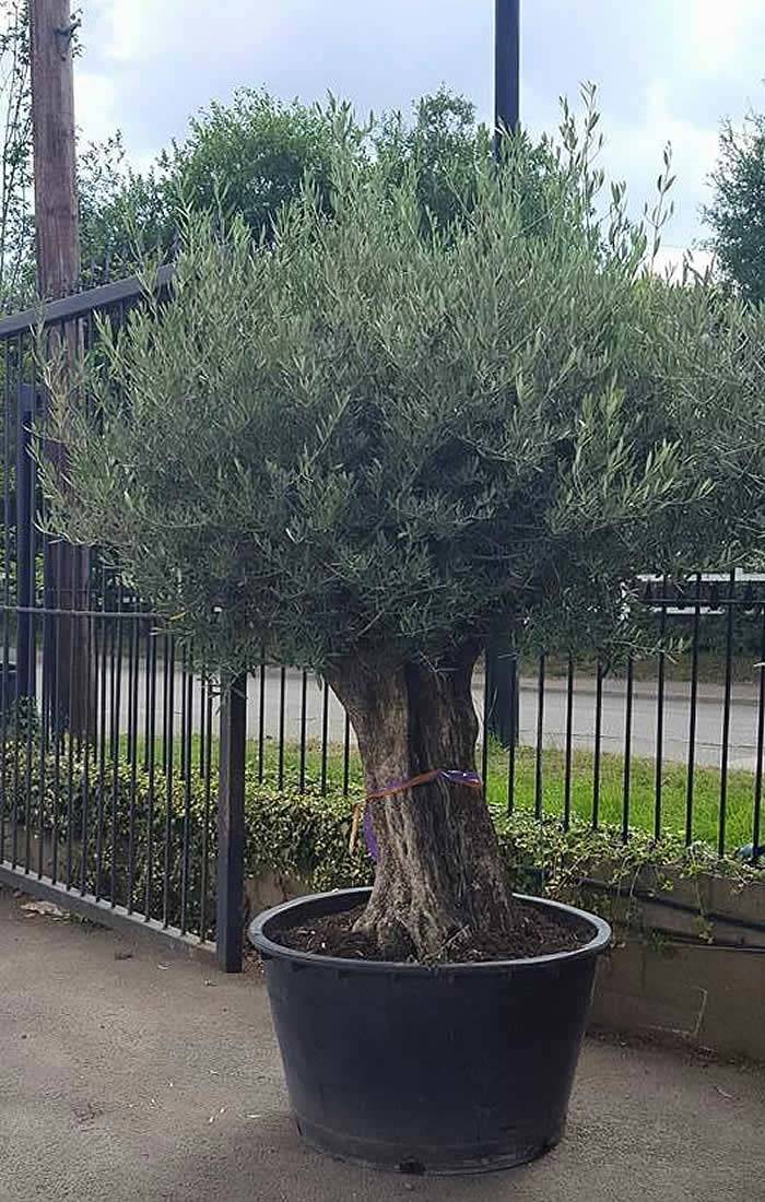 Mature Old Olive Trees for Sale UK