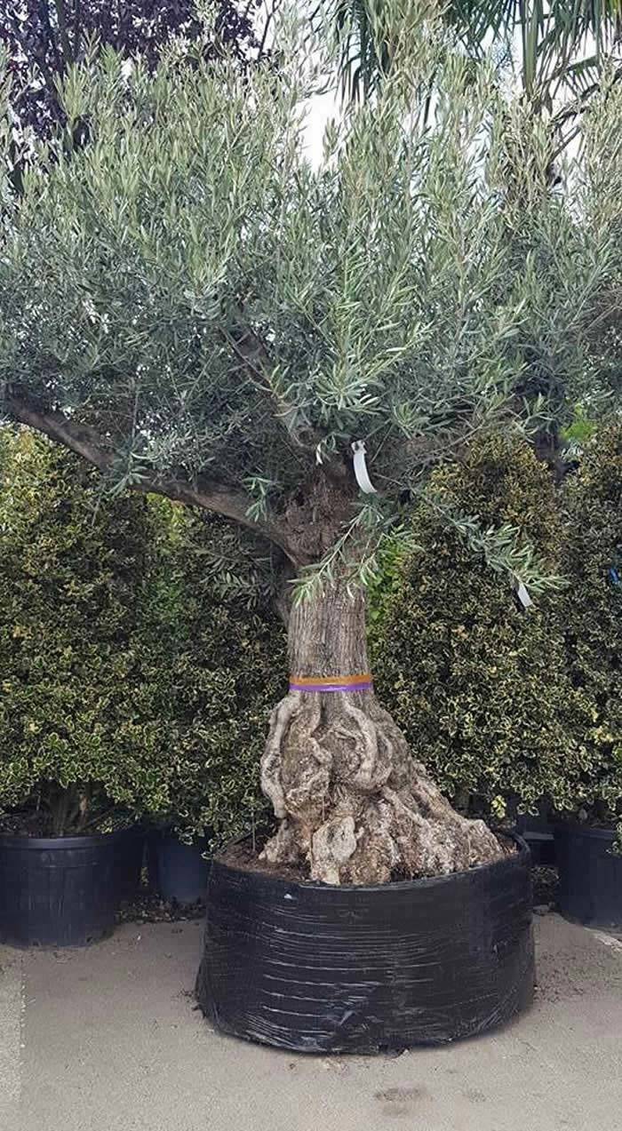 Ancient Old Olive Trees for Sale UK. Buy Online UK & IRL
