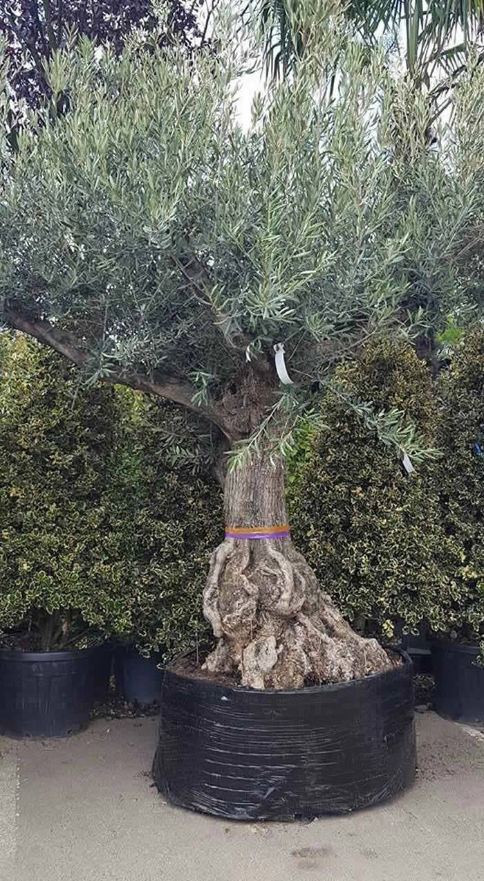 Mature Tree For Sale 98