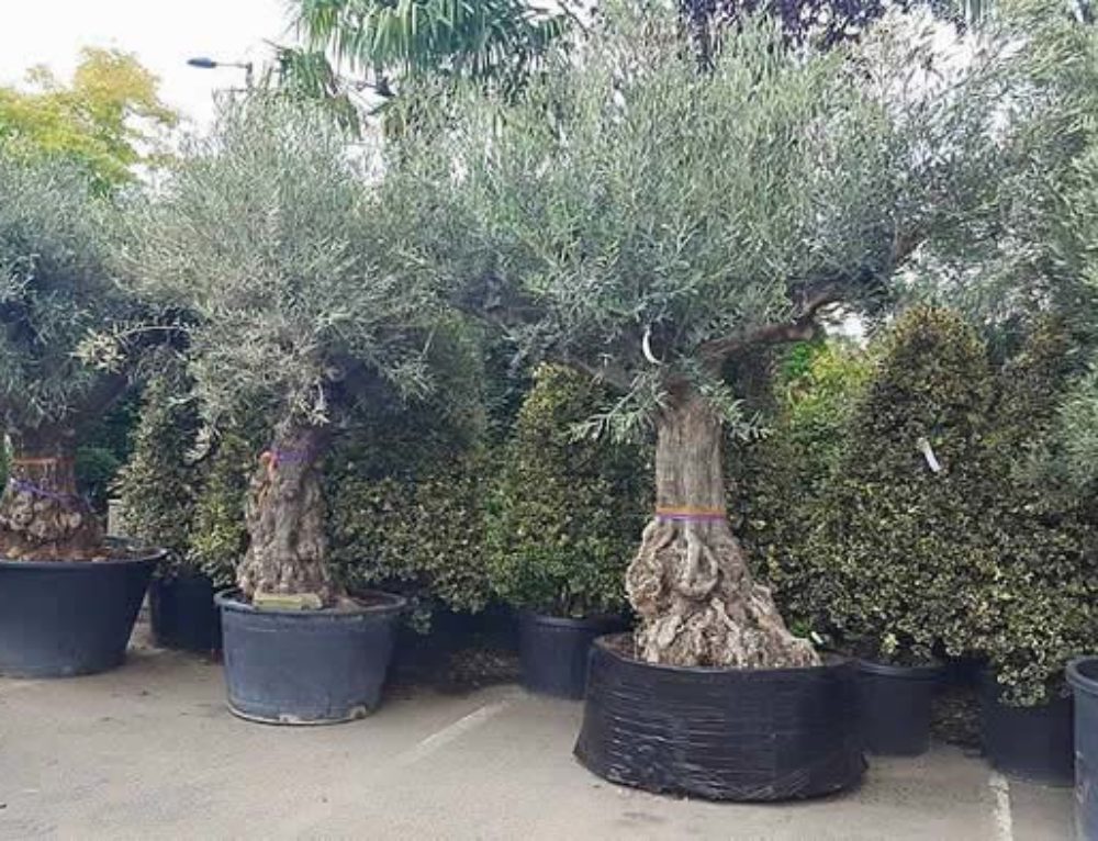 Mediterranean Garden Plants UK. 10 Best Mediterranean Plants