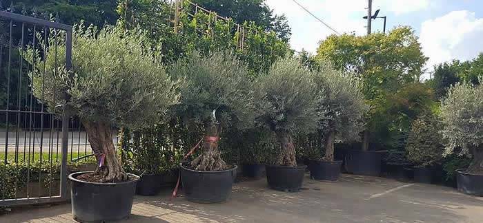 These very old olive trees will look fantastic planted in the ground or in a container as a decorative ornamental focal point