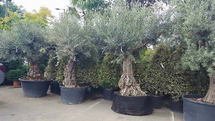 old olive trees for sale uk