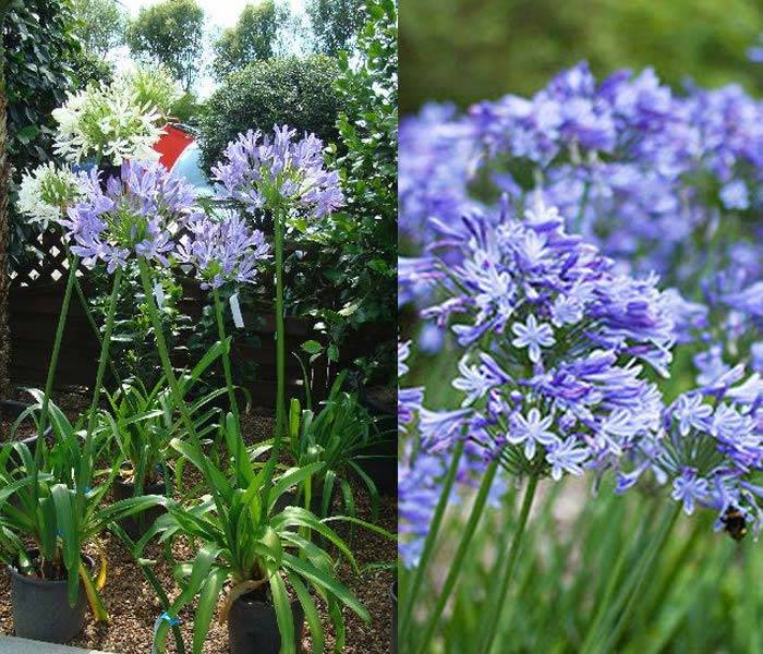 Agapanthus Blue Storm Flowering, buy online UK