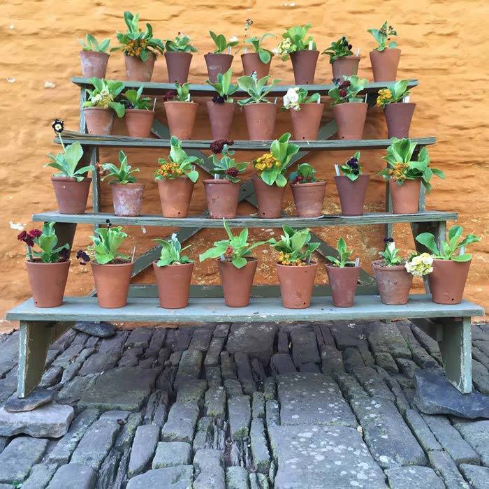 Put plants in pots in a shady area during a heatwave