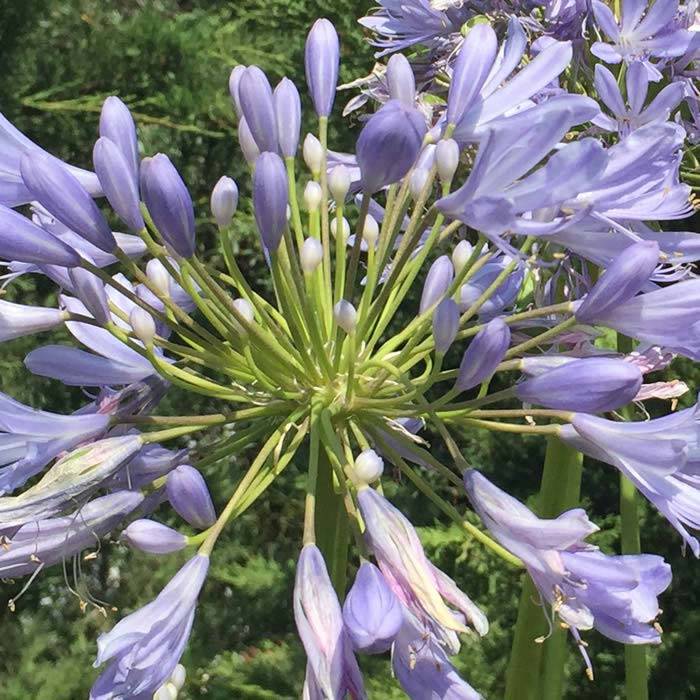 Blue Flowering Agapanthus, for sale online UK