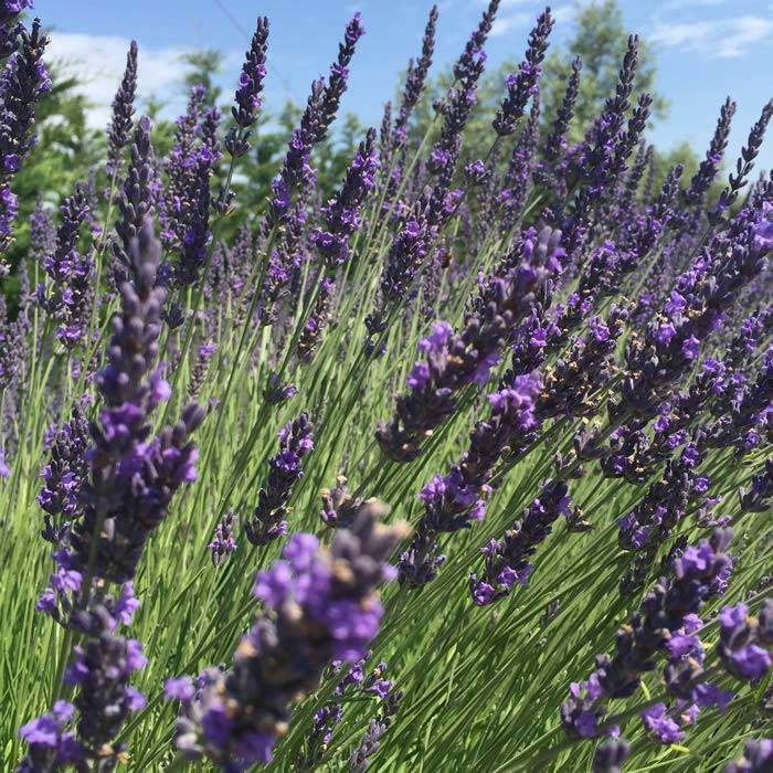 Blue Flowering Lavender - attracts pollinators, buy online UK