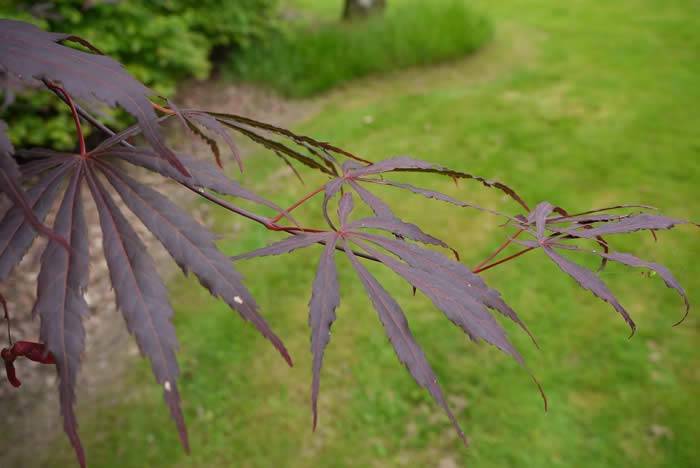 Typical palmate leaf structure of the maple