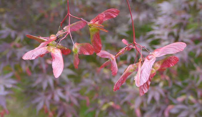 The fruit or seed pods of the Maple Tree are called samaras.