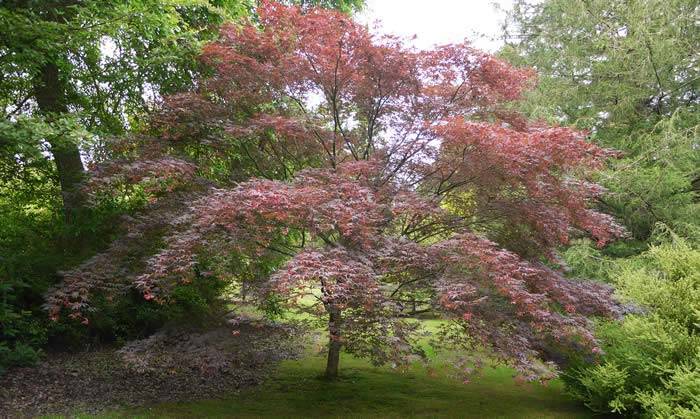 Ornamental Maple Tree