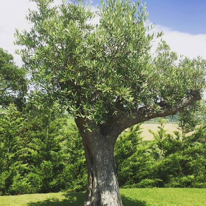 olive trees for sale online UK
