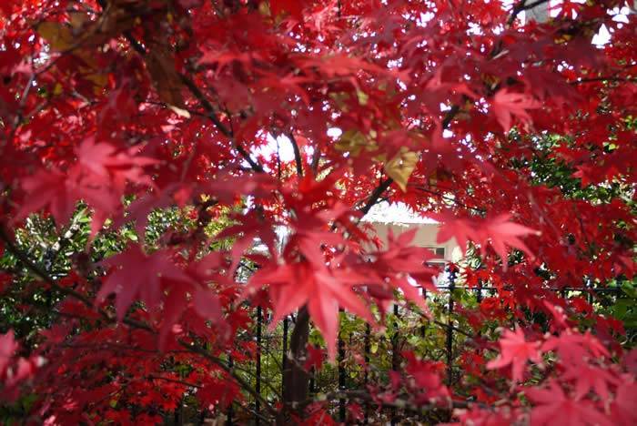 ornamental maple trees 