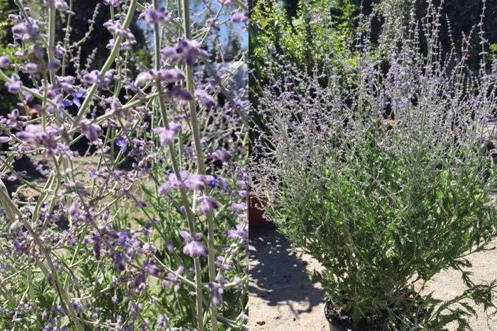 Perovski Blue Spire - Russian Sage, Blue Flowering Perennials to buy online UK