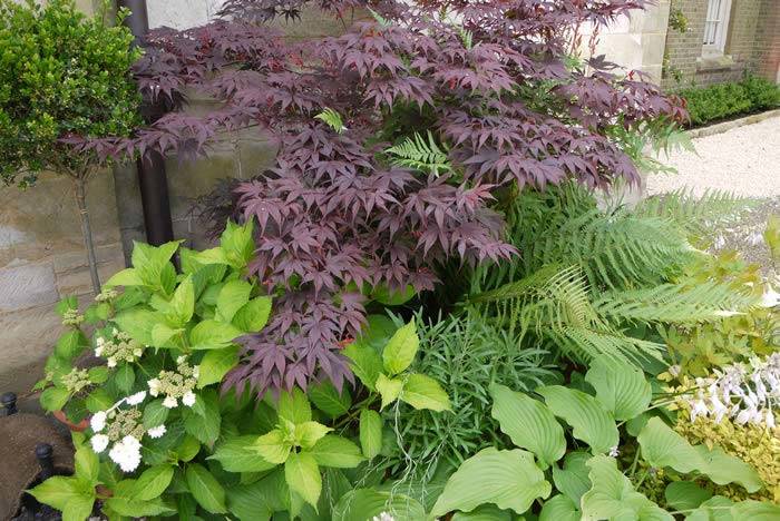 Choose shrubs and perennials for the border, buy online UK