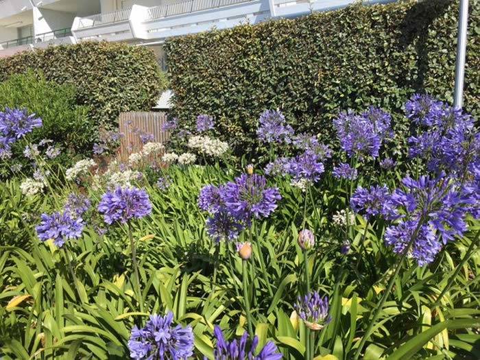 Agapanthus and Eleagnus plants for coastal gardens, for sale online UK