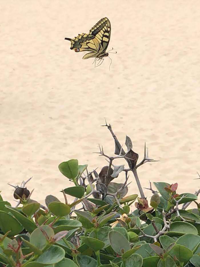 Butterfly at the Beach