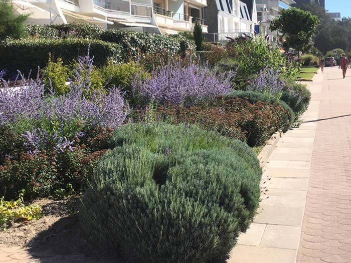 Perovski Russian sage plants for coastal gardens, for sale online UK