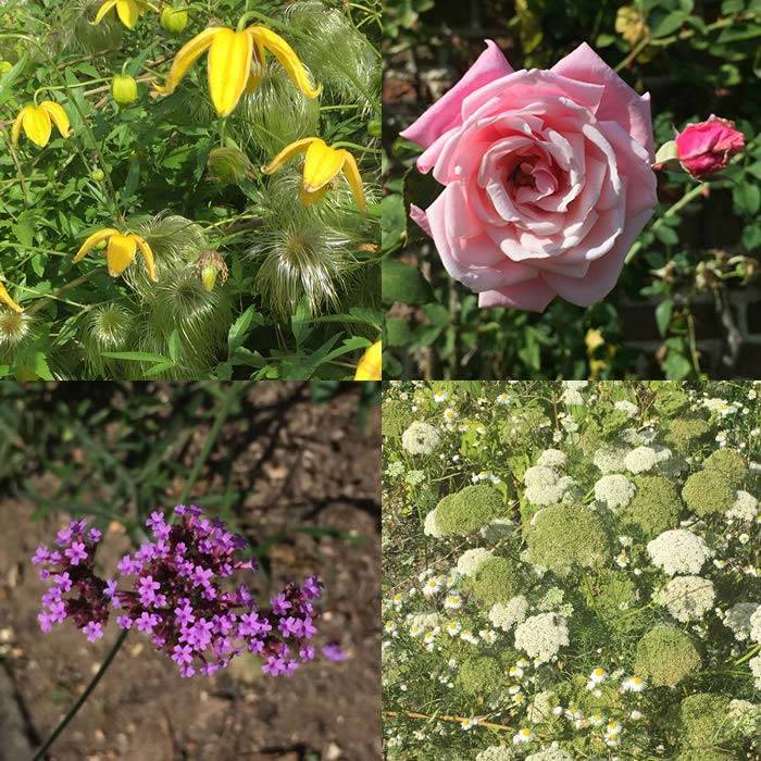 Flowering perennials and shrubs in September at Sissinghurst Gardens