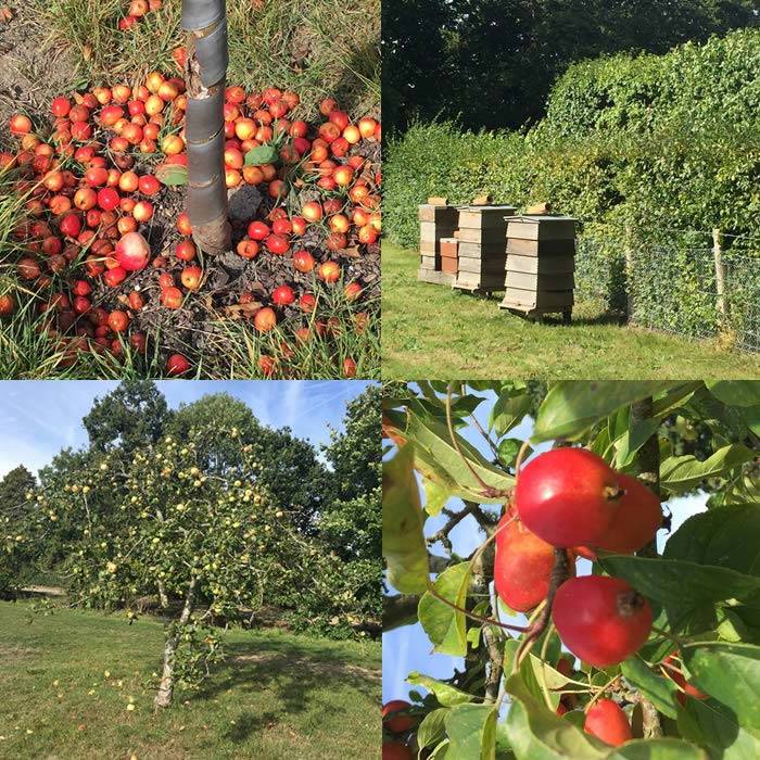 The orchard, nuttery and bee hives at Sissinghurst Gardens in Kent