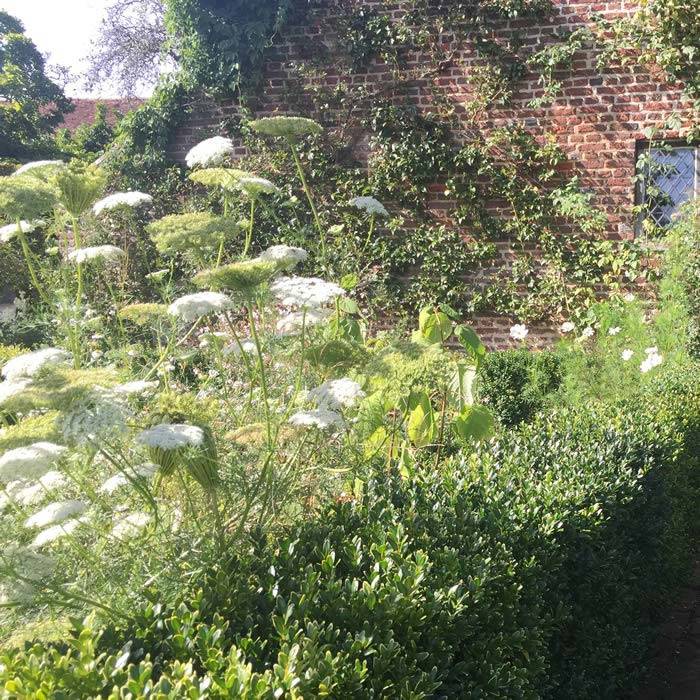 The White Garden borders and climbing plants at Sissinghurst Castle