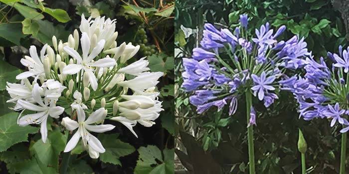 Exotic African Lilies flowering Agapanthus for sale online UK