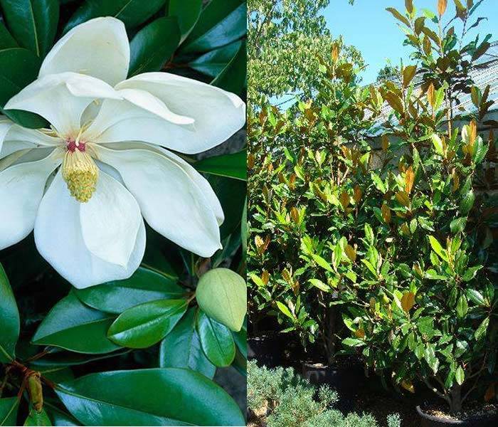 Exotic Evergreens - Magnolia Grandiflora flowering