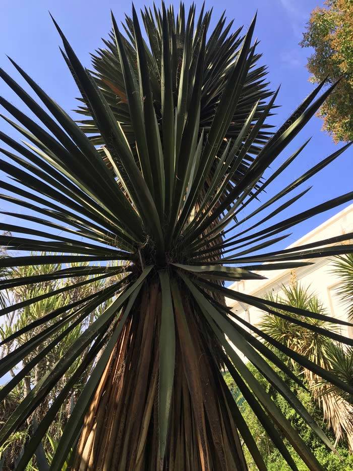 Hardy palm trees, tropical plants to buy online UK delivery