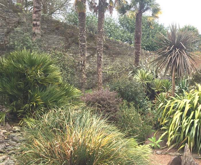 Hardy palms and tropical plants for sale online, UK