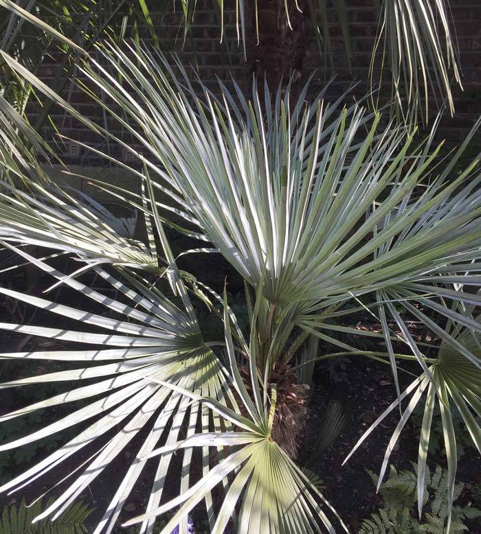 Blue Mediterranean Fan Palm, tropical plants for sale online UK