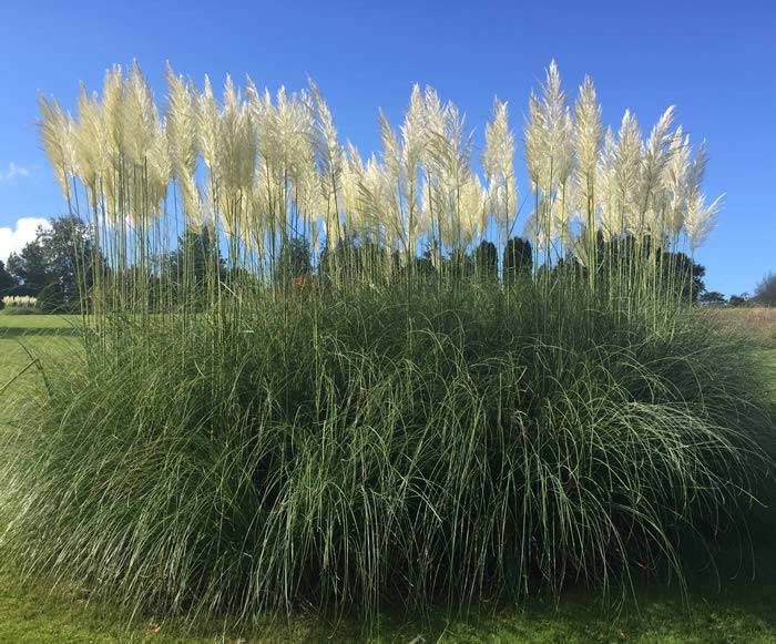 Exotic Pampas Grass - originating from Argentina this dwarf variety is suitable for UK gardens.