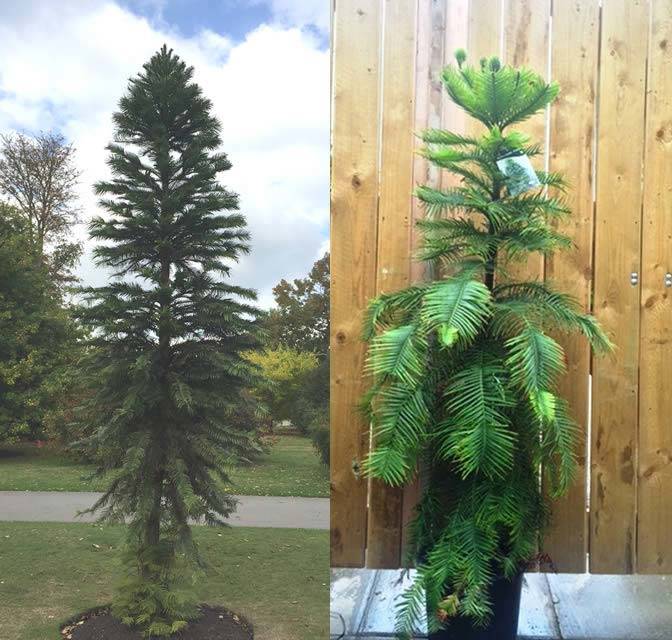 Wollemi Pine trees for sale at our London plant centre, UK