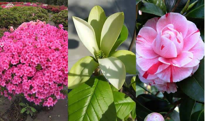 Mulching is particularly important for acid soil loving plants