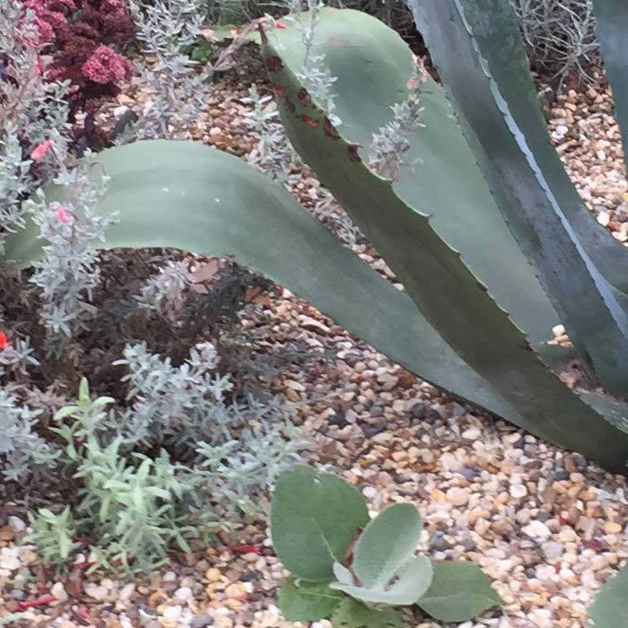 Inorganic materials are often used as mulching 