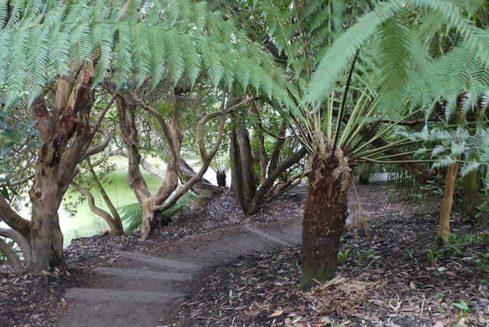 Why Mulching is important, for the protection of plants during the winter