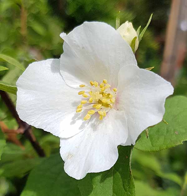 Philadelphus Coronarius flower