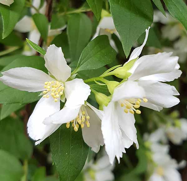 Philadelphus Lemonei flowering