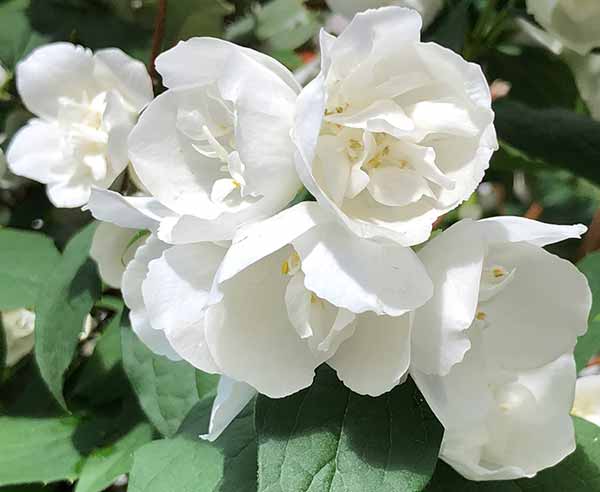 Phildelphus Virginal flowering 