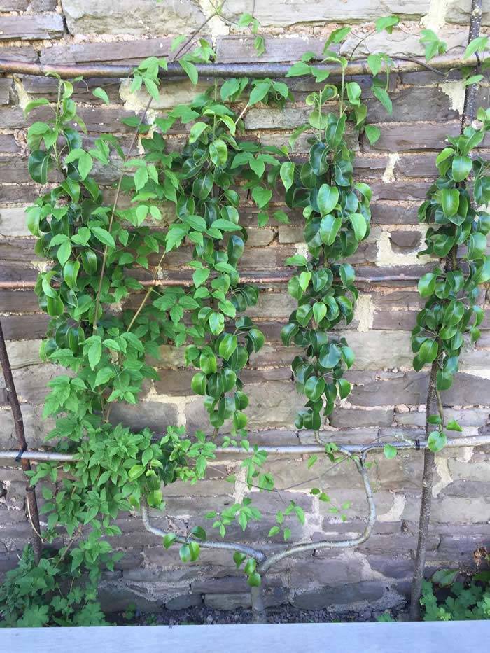 Espaliered Fruit Tree carefully trained against a sunny wall