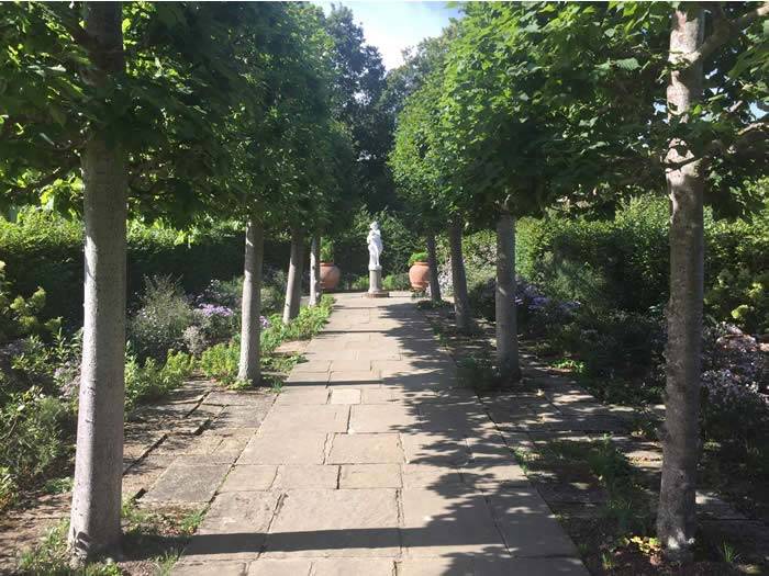 Full Standards - a walkway lined with rows of full standard hornbeam trees