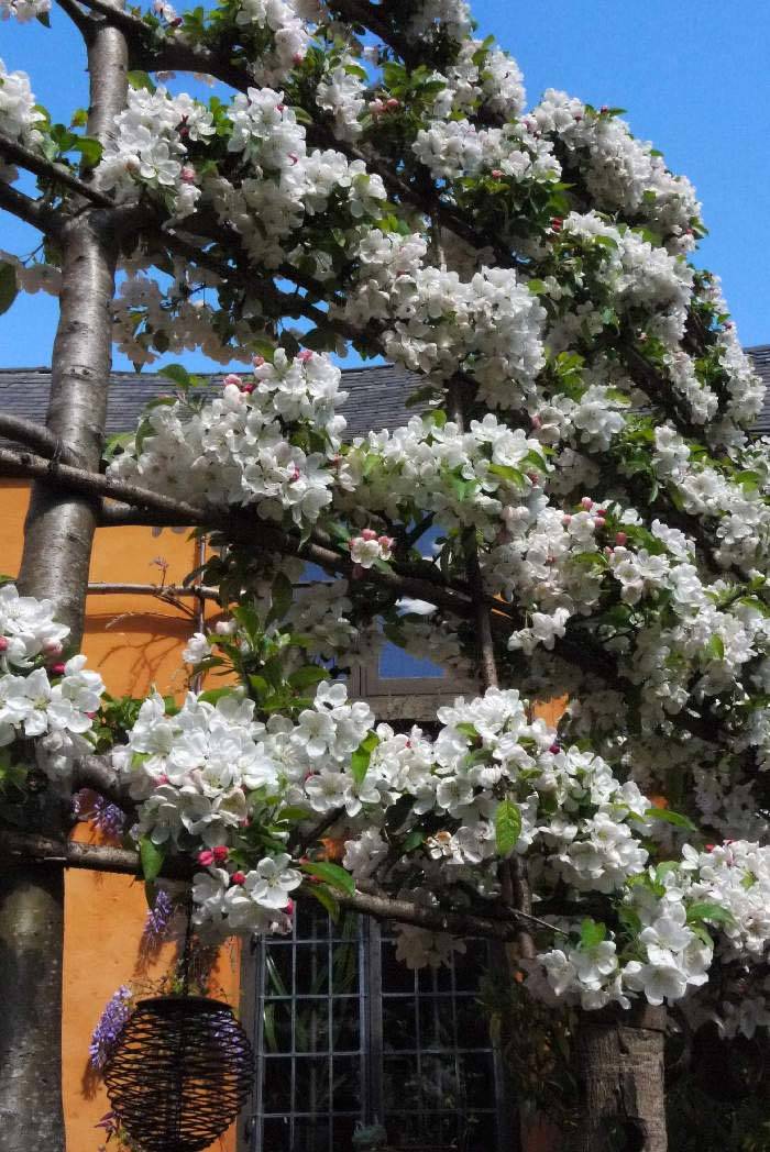 Spring Flowering Plants and Trees – Espalliered Crab Apple trees in blossom