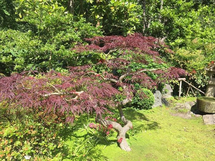 Trees for Small Gardens - Acer Dissectum Japanese Maple at the Kyoto garden 