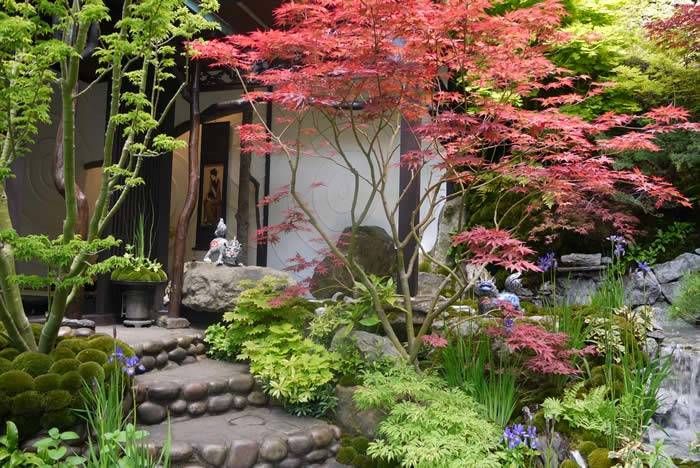 Mixed collection of Japanese Acer varieties with red and green foliage – excellent deciduous trees for small gardens