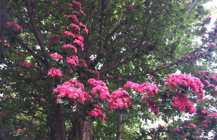 Deciduous native trees for small gardens – Hawthorn Paul’s Scarlet