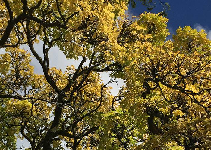 Deciduous trees leaves changing colour in a display of early Autumn in August 2017